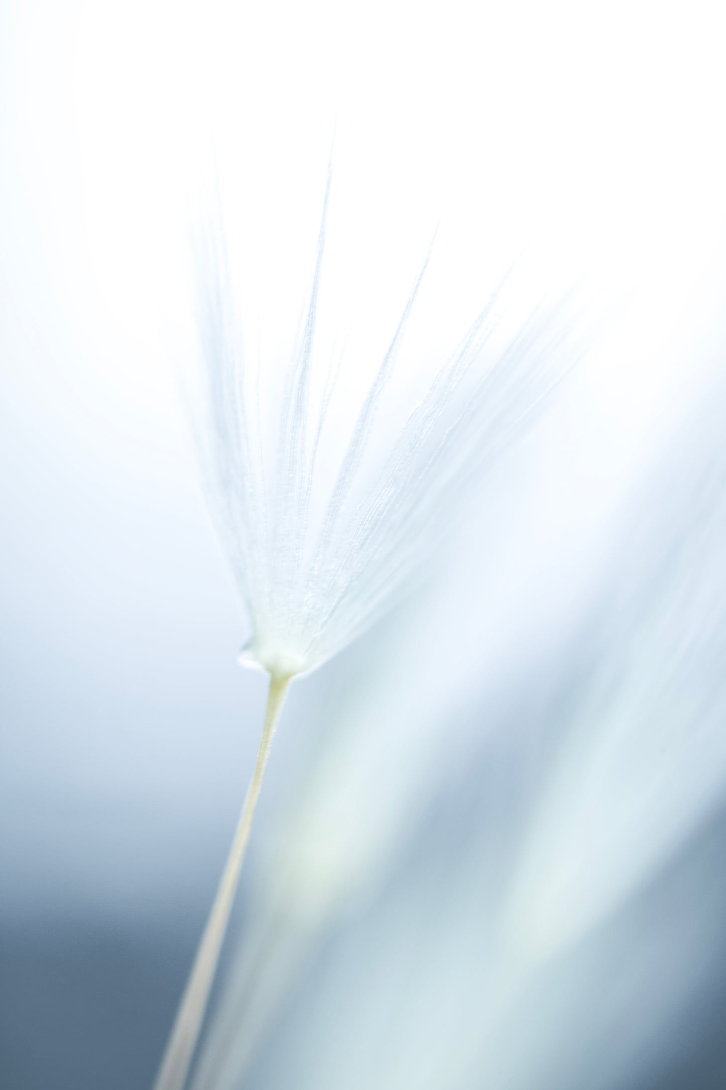 "GRACEFUL BEAUTY" - Plexiglas