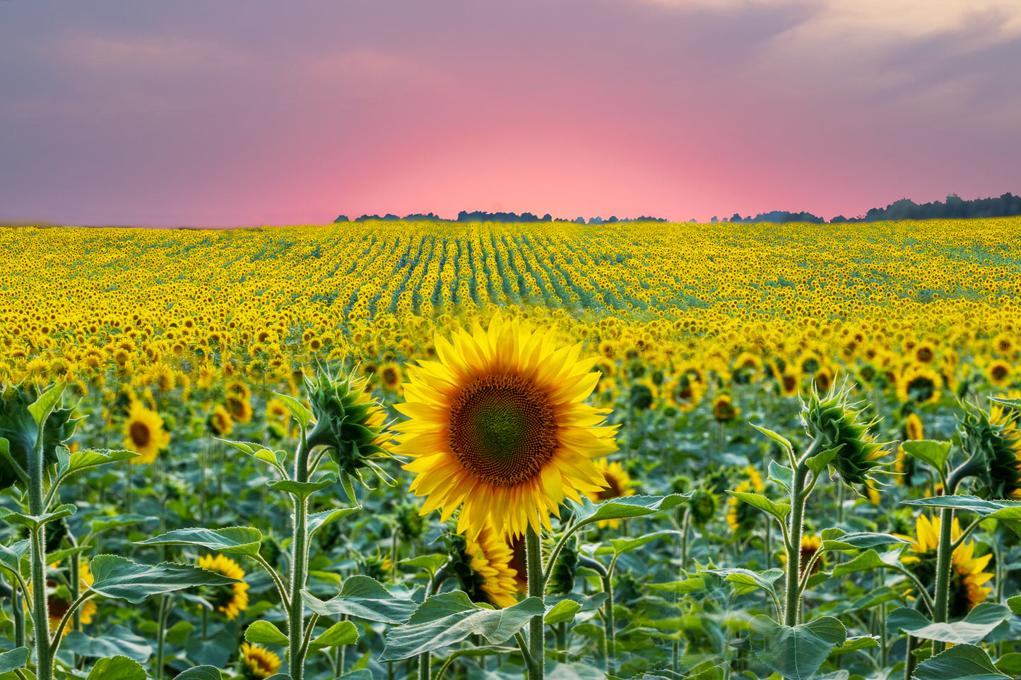 'SUNFLOWERS" - Canvas in zwarte baklijst