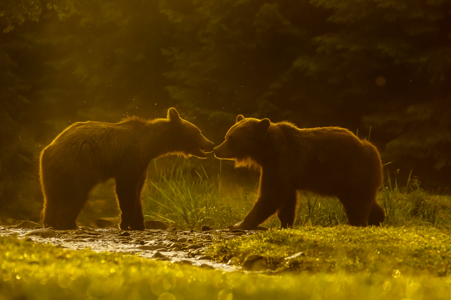 "THE KISS OF THE BEARS" - Ingelijst Canvas Print