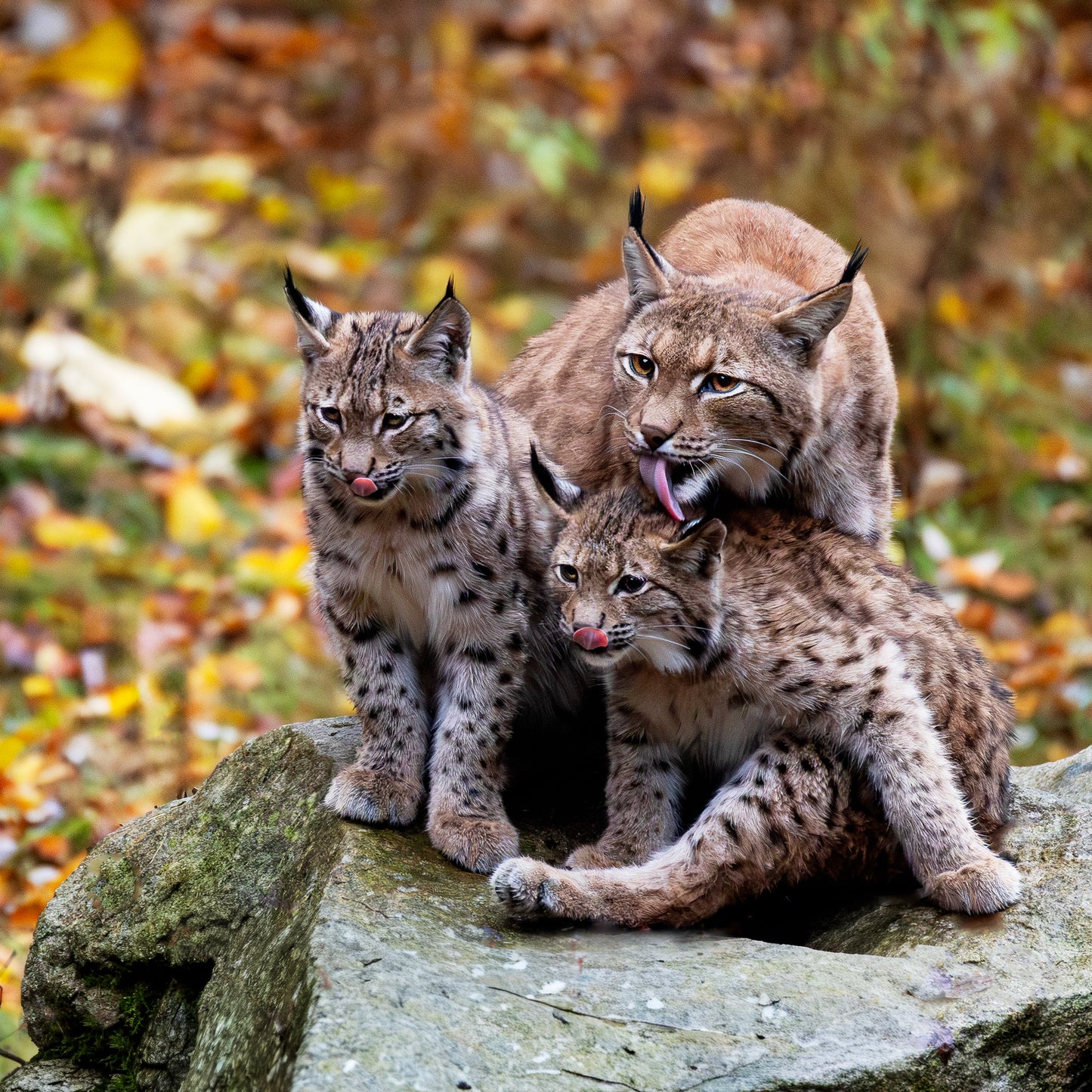 "WILD LOVE" acryl print 50x50