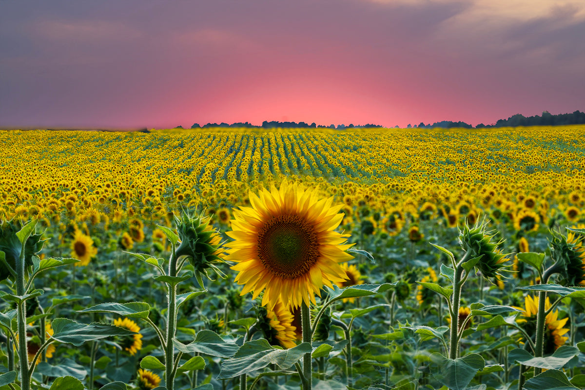 Photo Art: "Sunflowers"